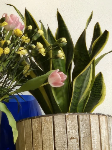 Svekrvin jezik koji ne prigovara: Čitateljice pokazale svoje zelene kraljice doma