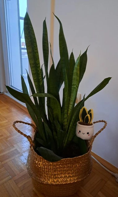 Svekrvin jezik koji ne prigovara: Čitateljice pokazale svoje zelene kraljice doma