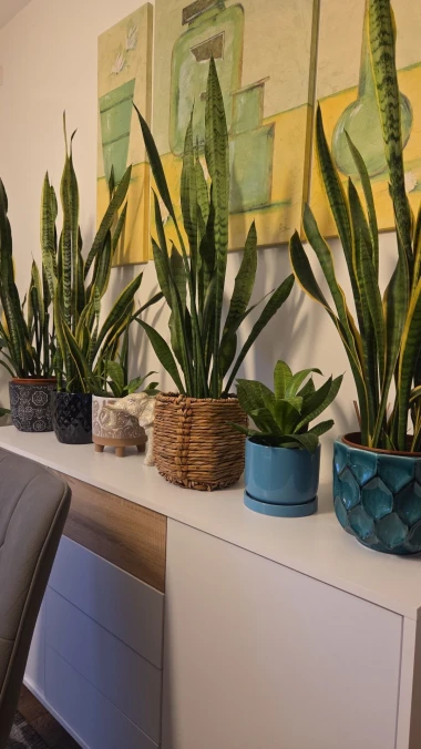 Svekrvin jezik koji ne prigovara: Čitateljice pokazale svoje zelene kraljice doma