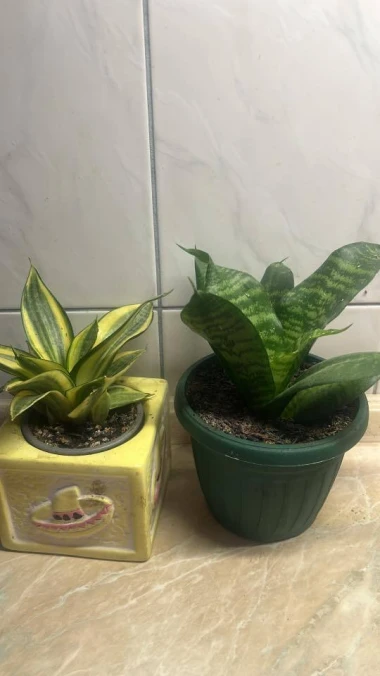 Svekrvin jezik koji ne prigovara: Čitateljice pokazale svoje zelene kraljice doma