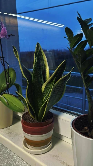 Svekrvin jezik koji ne prigovara: Čitateljice pokazale svoje zelene kraljice doma