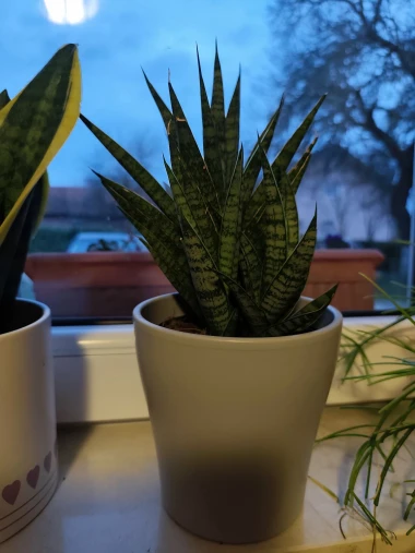 Svekrvin jezik koji ne prigovara: Čitateljice pokazale svoje zelene kraljice doma