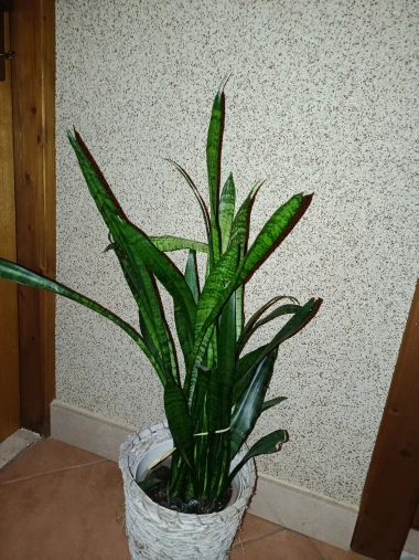 Svekrvin jezik koji ne prigovara: Čitateljice pokazale svoje zelene kraljice doma