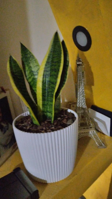 Svekrvin jezik koji ne prigovara: Čitateljice pokazale svoje zelene kraljice doma