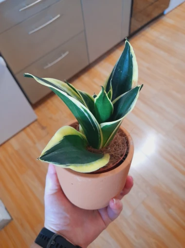 Svekrvin jezik koji ne prigovara: Čitateljice pokazale svoje zelene kraljice doma