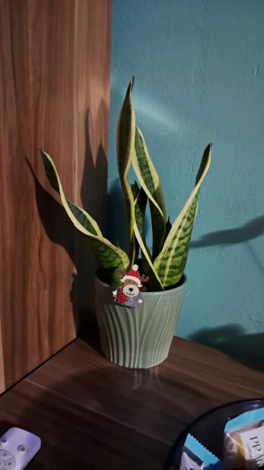 Svekrvin jezik koji ne prigovara: Čitateljice pokazale svoje zelene kraljice doma