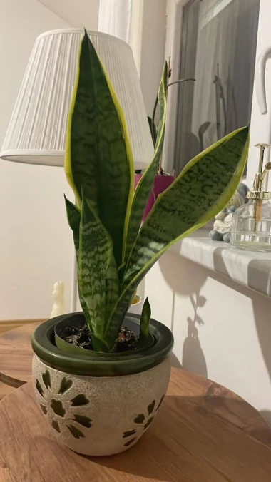 Svekrvin jezik koji ne prigovara: Čitateljice pokazale svoje zelene kraljice doma