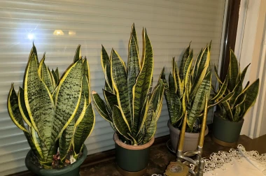 Svekrvin jezik koji ne prigovara: Čitateljice pokazale svoje zelene kraljice doma