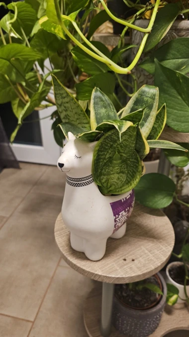 Svekrvin jezik koji ne prigovara: Čitateljice pokazale svoje zelene kraljice doma