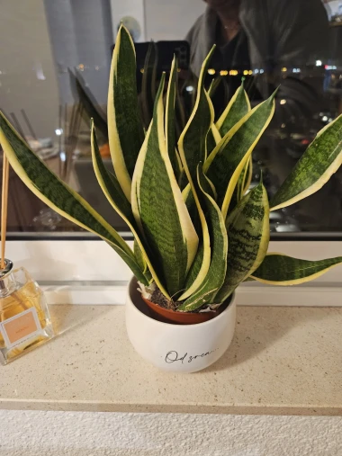 Svekrvin jezik koji ne prigovara: Čitateljice pokazale svoje zelene kraljice doma