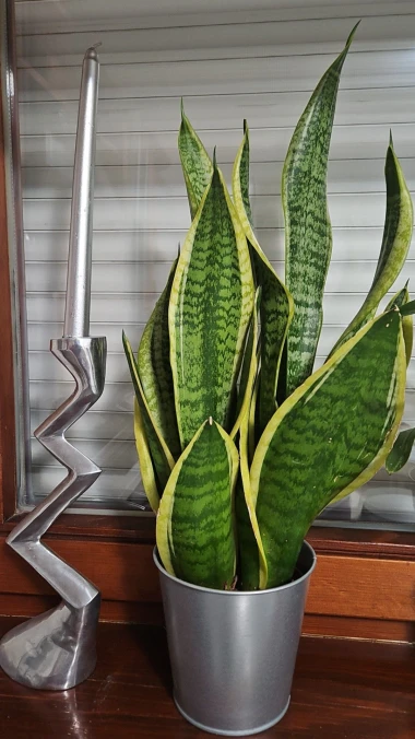 Svekrvin jezik koji ne prigovara: Čitateljice pokazale svoje zelene kraljice doma