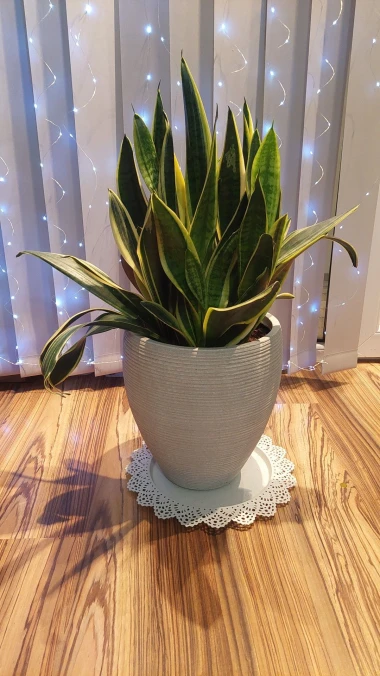 Svekrvin jezik koji ne prigovara: Čitateljice pokazale svoje zelene kraljice doma