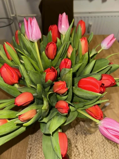 Dozivamo proljeće: Tulipani na&scaron;ih čitateljica u vazama donose svježinu i boje