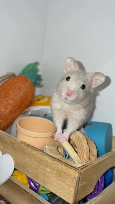 Kakvi slatki&scaron;i! Ovo su najslađi ljubimci na&scaron;ih čitateljica