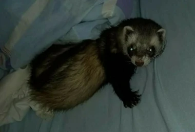 Kakvi slatki&scaron;i! Ovo su najslađi ljubimci na&scaron;ih čitateljica