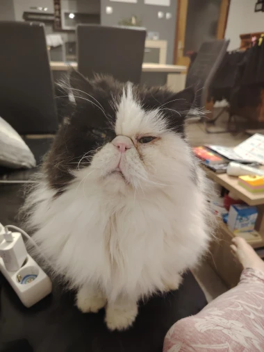 Kakvi slatki&scaron;i! Ovo su najslađi ljubimci na&scaron;ih čitateljica