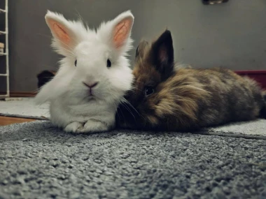 Kakvi slatki&scaron;i! Ovo su najslađi ljubimci na&scaron;ih čitateljica