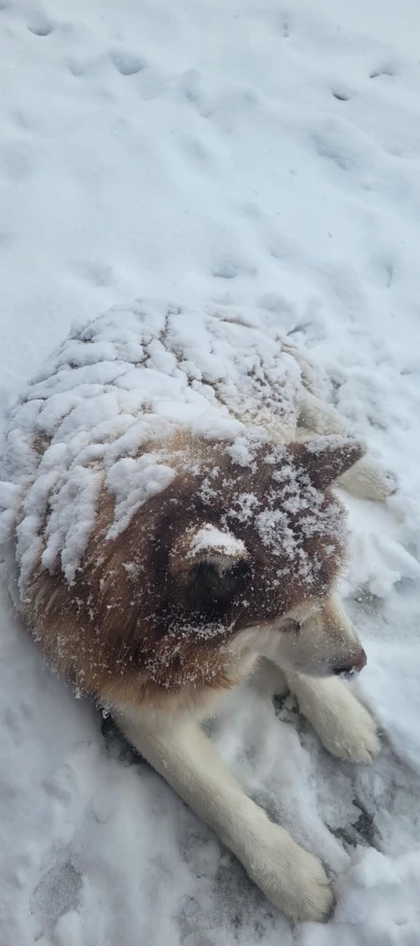 Kakvi slatki&scaron;i! Ovo su najslađi ljubimci na&scaron;ih čitateljica