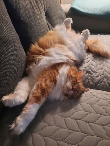 Kakvi slatki&scaron;i! Ovo su najslađi ljubimci na&scaron;ih čitateljica