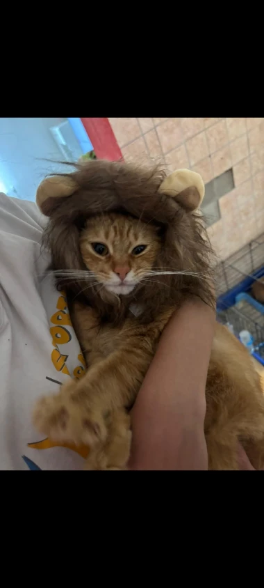 Kakvi slatki&scaron;i! Ovo su najslađi ljubimci na&scaron;ih čitateljica