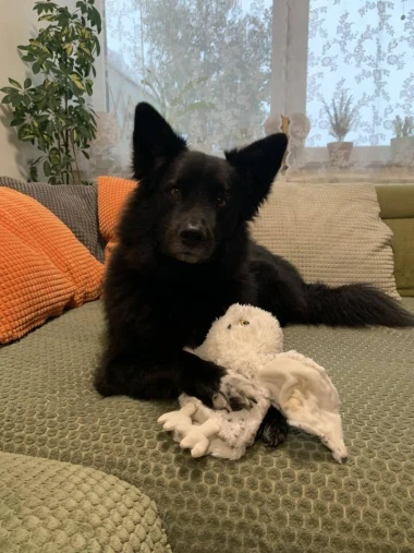 Kakvi slatki&scaron;i! Ovo su najslađi ljubimci na&scaron;ih čitateljica