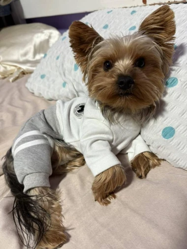 Kakvi slatki&scaron;i! Ovo su najslađi ljubimci na&scaron;ih čitateljica