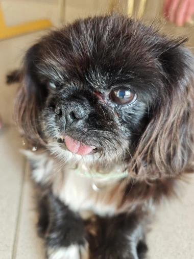 Kakvi slatki&scaron;i! Ovo su najslađi ljubimci na&scaron;ih čitateljica