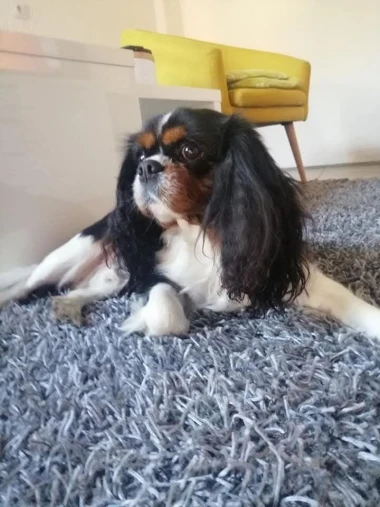 Kakvi slatki&scaron;i! Ovo su najslađi ljubimci na&scaron;ih čitateljica