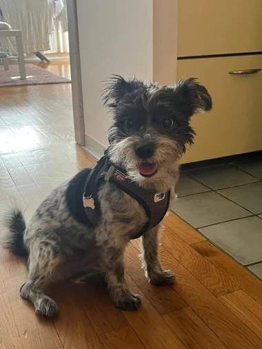 Kakvi slatki&scaron;i! Ovo su najslađi ljubimci na&scaron;ih čitateljica