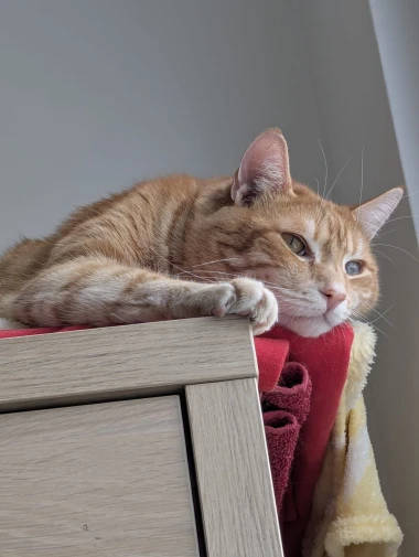 Kakvi slatki&scaron;i! Ovo su najslađi ljubimci na&scaron;ih čitateljica