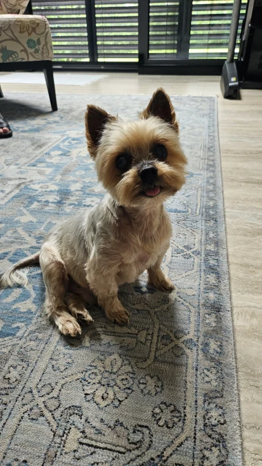 Kakvi slatki&scaron;i! Ovo su najslađi ljubimci na&scaron;ih čitateljica