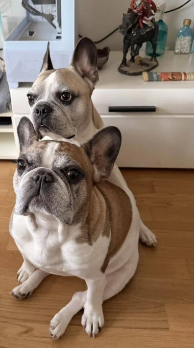 Kakvi slatki&scaron;i! Ovo su najslađi ljubimci na&scaron;ih čitateljica