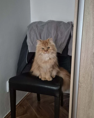 Kakvi slatki&scaron;i! Ovo su najslađi ljubimci na&scaron;ih čitateljica