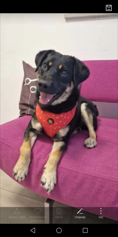 Kakvi slatki&scaron;i! Ovo su najslađi ljubimci na&scaron;ih čitateljica