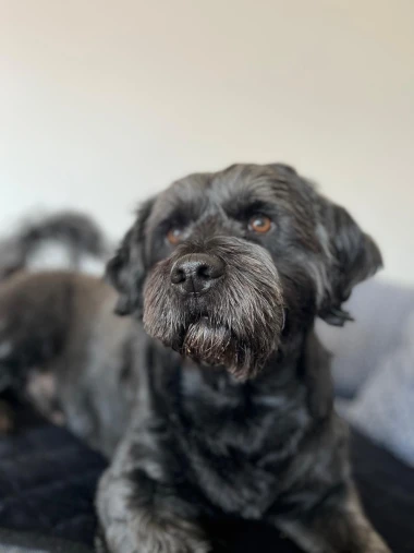 Kakvi slatki&scaron;i! Ovo su najslađi ljubimci na&scaron;ih čitateljica