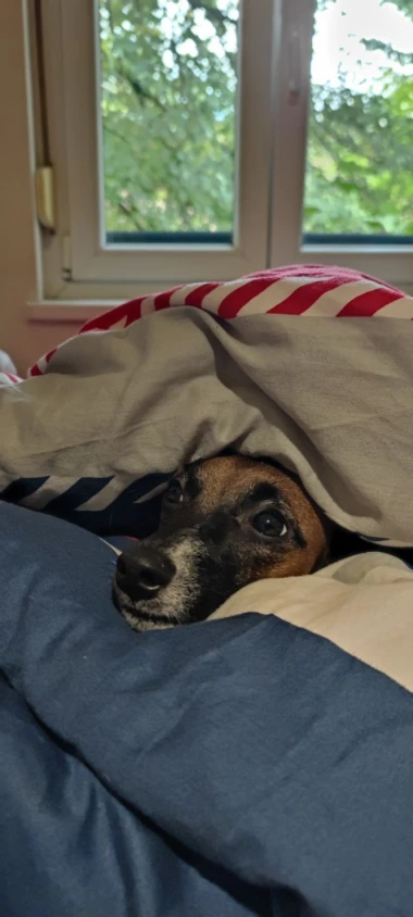 Kakvi slatki&scaron;i! Ovo su najslađi ljubimci na&scaron;ih čitateljica