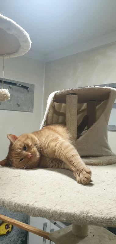 Kakvi slatki&scaron;i! Ovo su najslađi ljubimci na&scaron;ih čitateljica