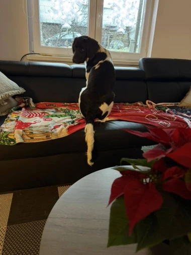 Kakvi slatki&scaron;i! Ovo su najslađi ljubimci na&scaron;ih čitateljica