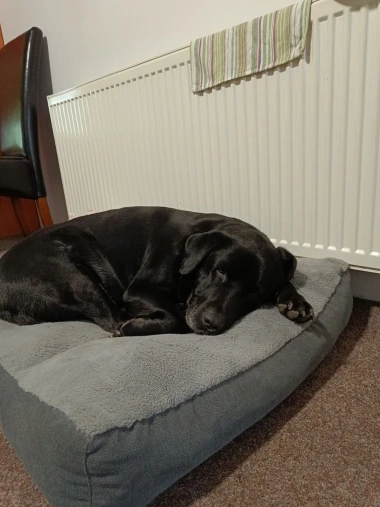 Kakvi slatki&scaron;i! Ovo su najslađi ljubimci na&scaron;ih čitateljica