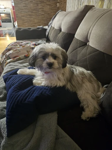 Kakvi slatki&scaron;i! Ovo su najslađi ljubimci na&scaron;ih čitateljica