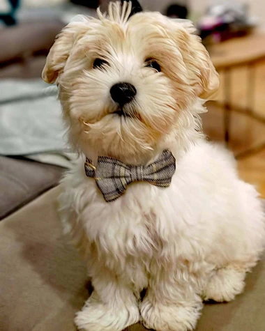 Kakvi slatki&scaron;i! Ovo su najslađi ljubimci na&scaron;ih čitateljica