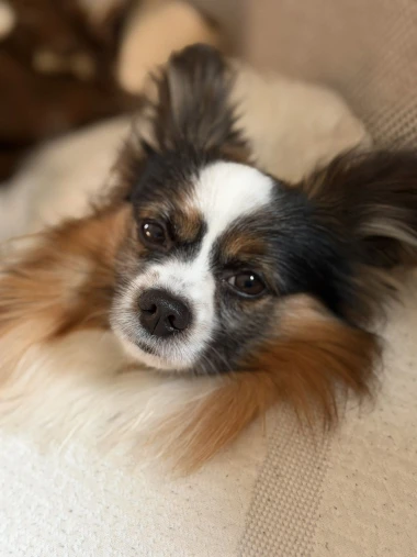 Kakvi slatki&scaron;i! Ovo su najslađi ljubimci na&scaron;ih čitateljica