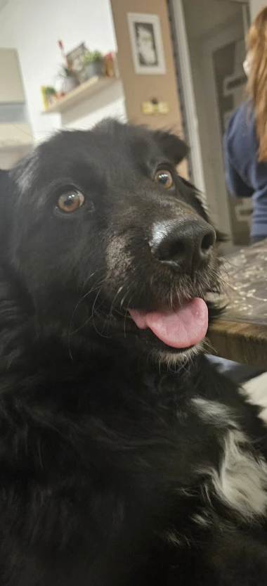 Kakvi slatki&scaron;i! Ovo su najslađi ljubimci na&scaron;ih čitateljica