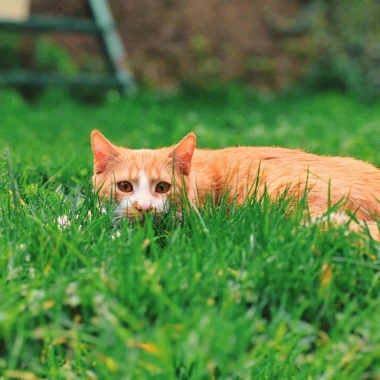 Kakvi slatki&scaron;i! Ovo su najslađi ljubimci na&scaron;ih čitateljica