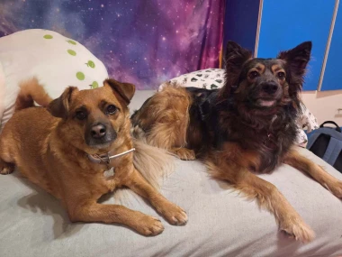 Kakvi slatki&scaron;i! Ovo su najslađi ljubimci na&scaron;ih čitateljica