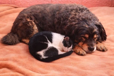 Kakvi slatki&scaron;i! Ovo su najslađi ljubimci na&scaron;ih čitateljica