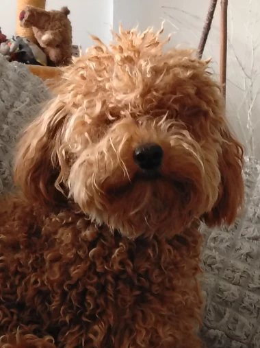 Kakvi slatki&scaron;i! Ovo su najslađi ljubimci na&scaron;ih čitateljica