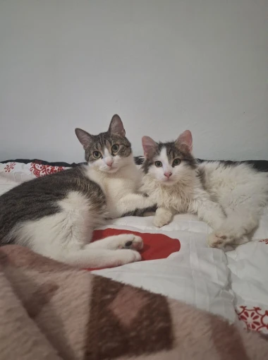 Kakvi slatki&scaron;i! Ovo su najslađi ljubimci na&scaron;ih čitateljica