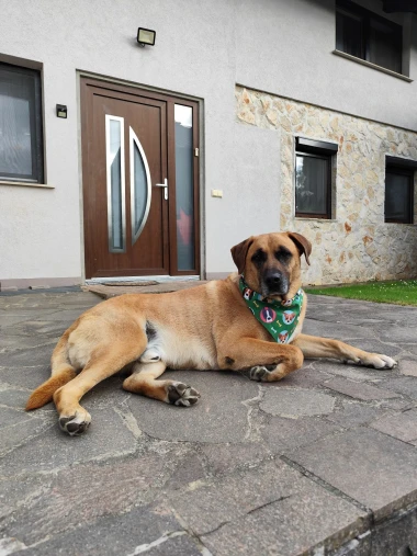 Kakvi slatki&scaron;i! Ovo su najslađi ljubimci na&scaron;ih čitateljica