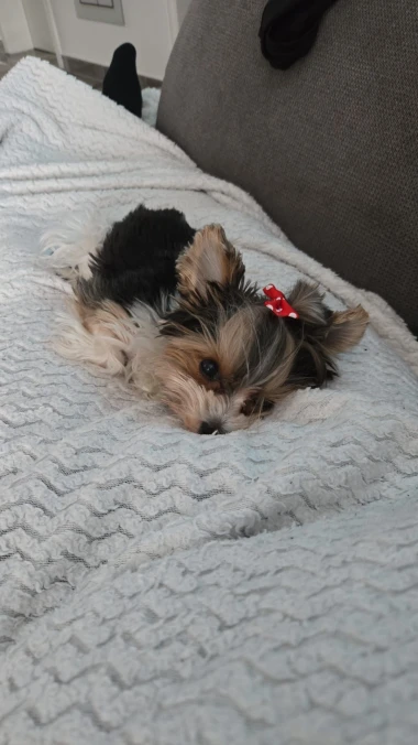 Kakvi slatki&scaron;i! Ovo su najslađi ljubimci na&scaron;ih čitateljica